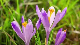 MT HOLLY NISSAN 2023 SPRING FULL BLOOM COMMERCIAL