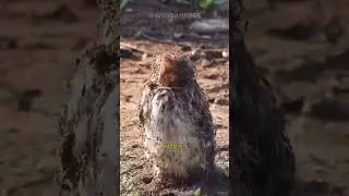 COSA STANNO FACENDO LE FORMICHE A QUESTO UCCELLO?