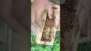 My experiment was successful ||#india #viral #shorts #youtubeshorts