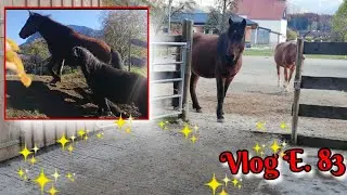 AnKa's Pferde Vl. 83 | Paddock Platten verlegen | Jungpferd - Huzule longieren | Stallzeit 🍁 Herbst