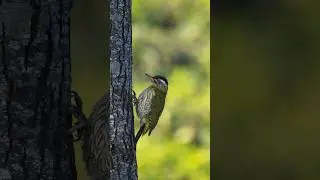 Streak Throated Woodpecker | Birds | Woodpecker | Bird Photography #wildlife #birds #woodpecker