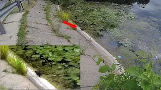 A Miss, a Mink, and a Duck Walk