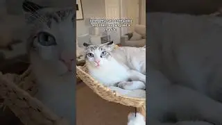 рассказал своему коту анекдот, а потом смеялся как безумный