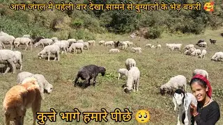 आज जंगल मे पहेली बार देखा सामने से बुग्यालों के भेड़ बकरी 🥰