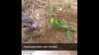 Sekilas budidaya tanaman lada oleh kartika putri Agroteknologi 14 Universitas Bangka Belitung