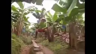 Modern technologies in Banana production/ Banana cultivation