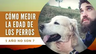LA EDAD DE LOS PERROS | &iquest;C&oacute;mo envejecen nuestros amigos caninos?, con Harpo y Luis Cort&eacute;s Bri&ntilde;ol