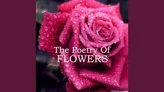 Amy Lowell - Lilacs