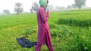 تحصیل ساہیوال۔پیارے کھیت۔پٹھے🌿 پیندےجانور 🐄