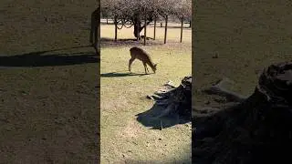 went to Nara park to see the deer 🥹 #shorts