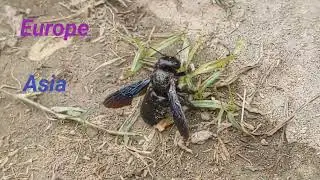 Violet Carpenter Bee ( Xylocopa violacea) #bee #science #knowledge