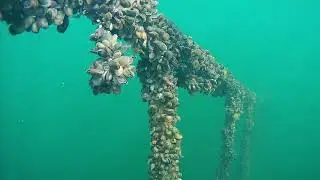 Baltic MUPPETS Ecopelag Submerged Mussel Farm