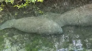 Baby manatee sighting 👀 
