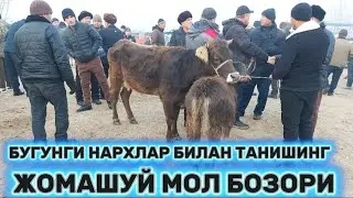 МИНГБУЛОК ЖОМАШУЙ МОЛ БОЗОРИ НАРХЛАРИ Mingbuloq Jamashuy mol bozori