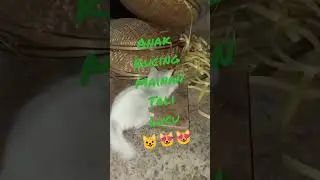 Anak kucing mainan tali#anakkucinglucu