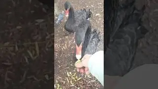 мой разговорчивый дружочек 🥰🦢 #shorts #лебедь #swan #blackswan #друг #bird #cute #sweet