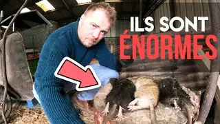 Rat noir VS rat d'&eacute;gout se dispute le territoire !