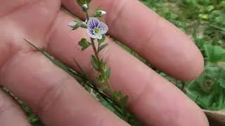 Veronica alba, speedwell, bird's eye, and gypsyweed