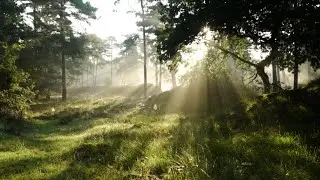 Sun Kissed Forest - Glowing Trees + Ambient Music &bull; Relaxation &bull; Sleeping &bull; Meditation &bull; Peaceful