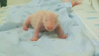 ПЕРВЫЙ детёныш панды в Индонезии уже здесь! 🐼