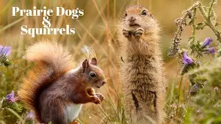 Prairie dogs & Squirrels | Calm | Ambient | Piano