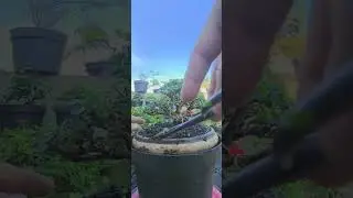 Mame Bonsai After planting in pots 2 weeks ago 