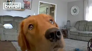 Golden Retriever discovers his puppy cam...