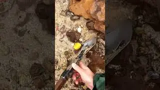 My metal detecting find N&ordm; 1052. I was scammed by the beach 😂🤣