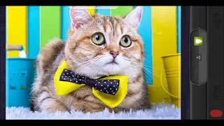 Magic Jigsaw Puzzles - Cute Kitten :) Games For We