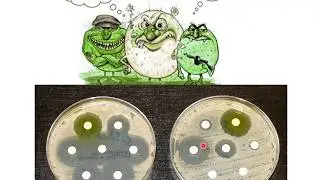 Natural Selection examples
