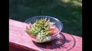 Dinosaur Plant Timelapse   Final
