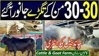 Jamil Memon Mandi Kamaran Samman mai animals 20 ,30 man k | Family environment pori rat ronak