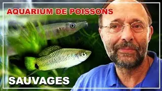 Aquarium de poissons : les poissons sauvages , la passion aquariophile ✔
