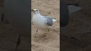 acompa&ntilde;ando alas gavitas