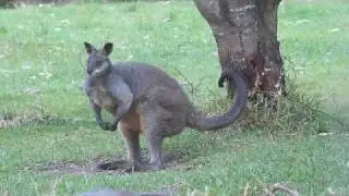Australian Wildlife: Dominant Male Swamp Wallaby