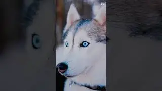 WolfLovers  #AnimalLover?#WildlifeLover #NatureLover #PetLover #SaveTheAnimals#RespectAllLife