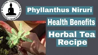 Chanca Piedra | Stone Breaker Herbal Tea| How To Make Herbal Medicinal Tea| Health Benefits| Vegan