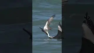 #shorts#wildlife #ospreys #birds #ospreycam #ospreyeurope #wildlifephotography #nature #bird