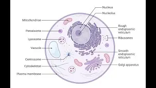 THE CELL &ndash; Subcellular Organelles and Cell Membranes