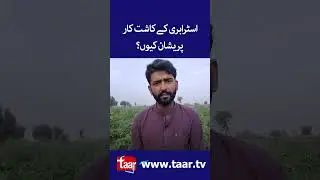 Strawberry Farmers Problems | Sindh | Pakistan | TaarMedia