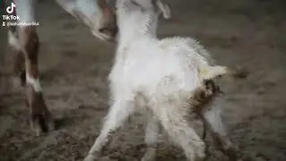 so cute baby goat markhor farm #shorts #youtube #subscribe #foryou #lover