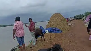 గోదావరి జిల్లాల్లో ఉధృతంగా పెరుగుతున్న గోదావరి 