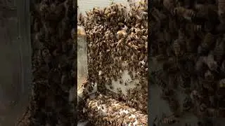 Bees in SLOW MOTION 🐝 🐝 🐝 🐝             #bee #bees #slowmotion #flyingbees #honeybee #honeybees
