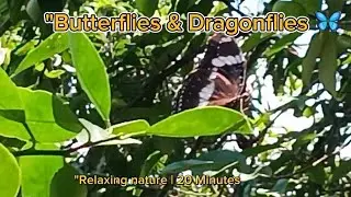 Butterflies & Dragonflies 🦋 | 20 Minutes Relaxing Nature with Soft Music #nature 