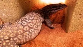 Ridge Tail Monitors - Varanus acanthurus - Indoor Winter Enclosure