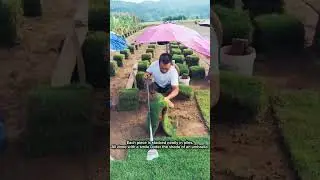 Harvesting Roll Grass for Lawns