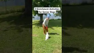 Enrichment Activities for Senior Dogs (Because They Still Need Fun!) #shorts