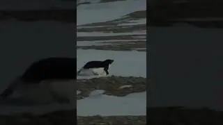 Penguins Documentary real Incident #penguin #documentary #antarctica #mountains #alone