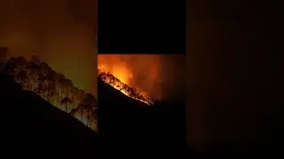 We have to save our Forest#fire #naturelovers #forfuture #shorts