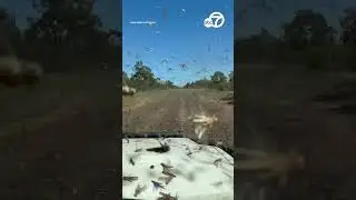 Swarm of grasshoppers smashing against windshield